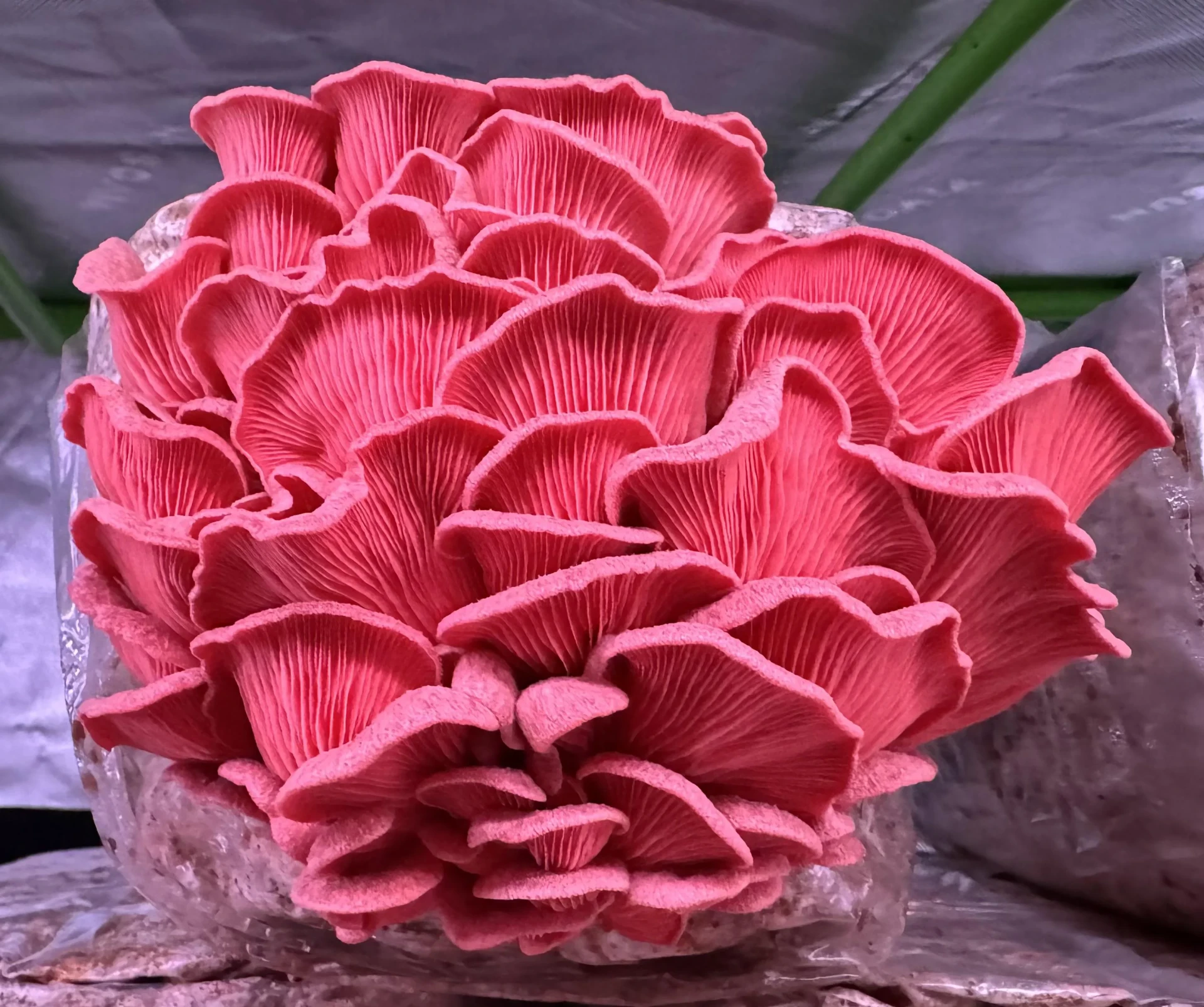 Pink Oyster mushrooms