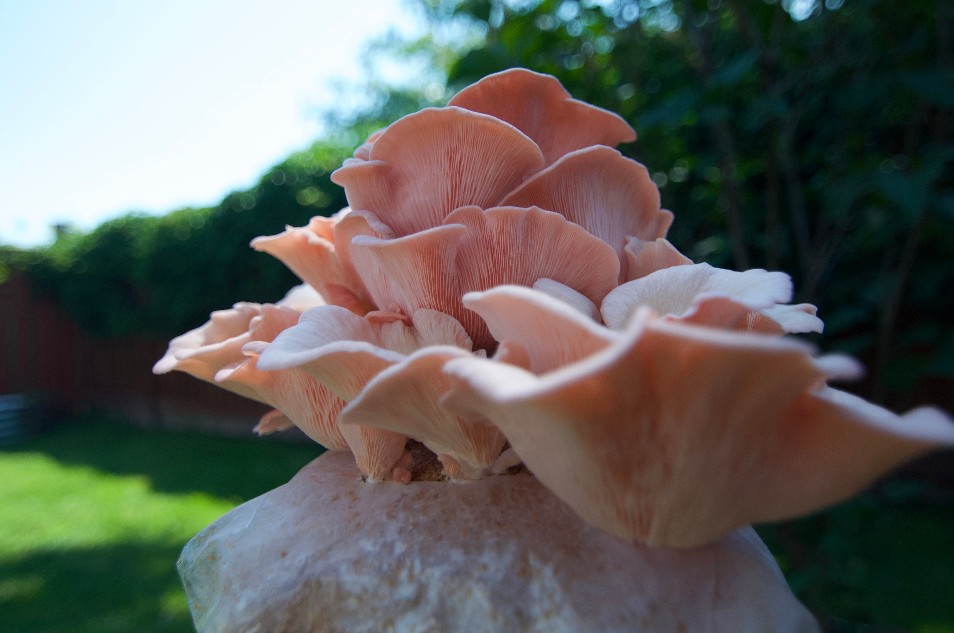 Close-up of a dense cluster of pink oyster mushrooms with layered ruffled caps and delicate pink gills