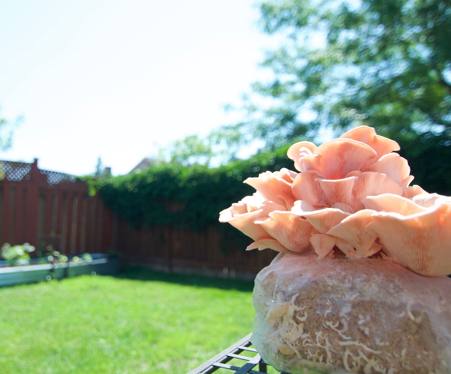 A vibrant cluster of pink oyster mushrooms fruiting from a colonized block outdoors on a sunny day with a green backyard in the background
