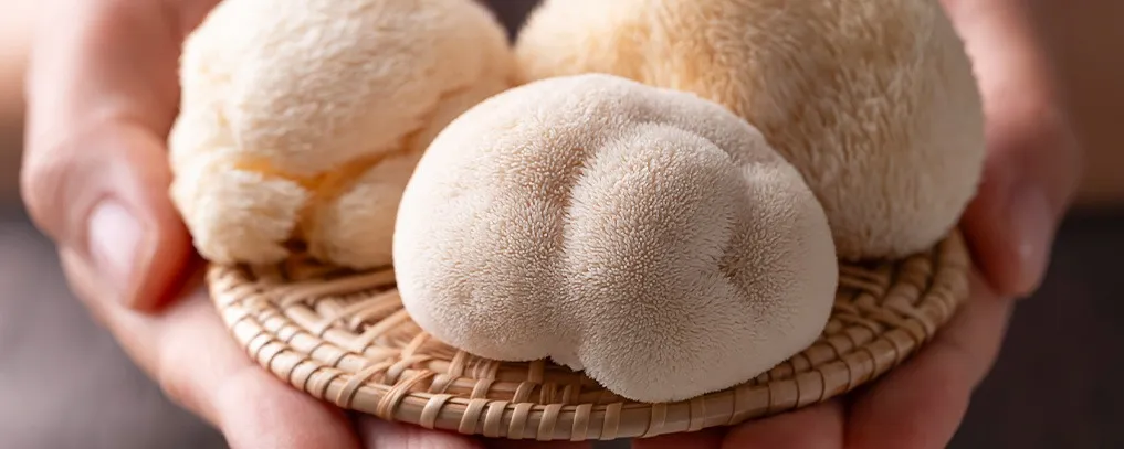 Lion's Mane mushrooms