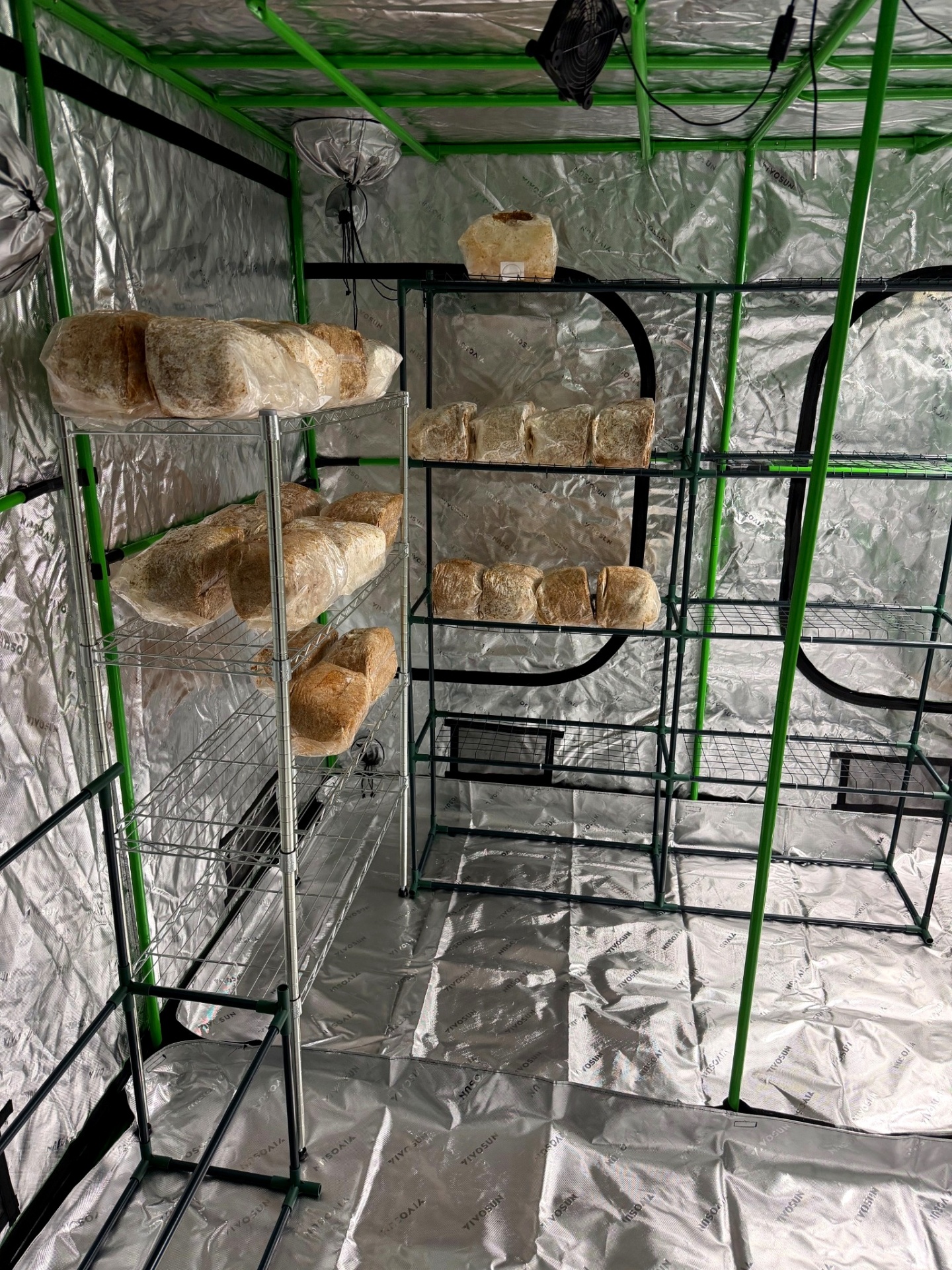 Interior of our grow tent showing wire shelves stacked with colonizing mushroom blocks under reflective walls and circulation fans