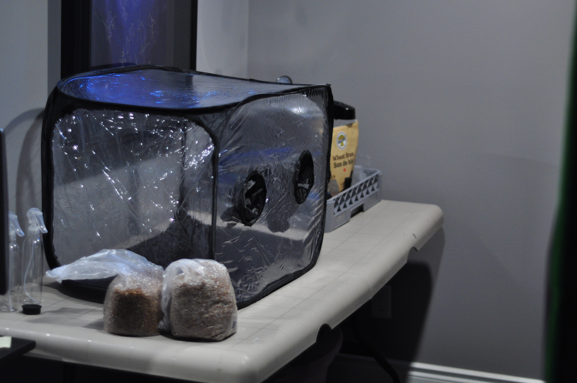 Early tabletop fruiting tent with a spray bottle and inoculated mushroom blocks lined up inside, lit by soft daylight
