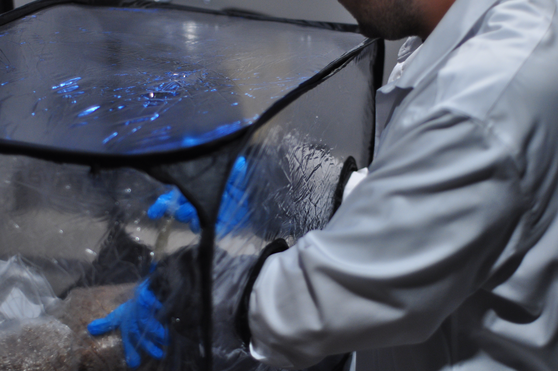 Hands carefully tending mushroom blocks inside the fruiting tent during a morning misting