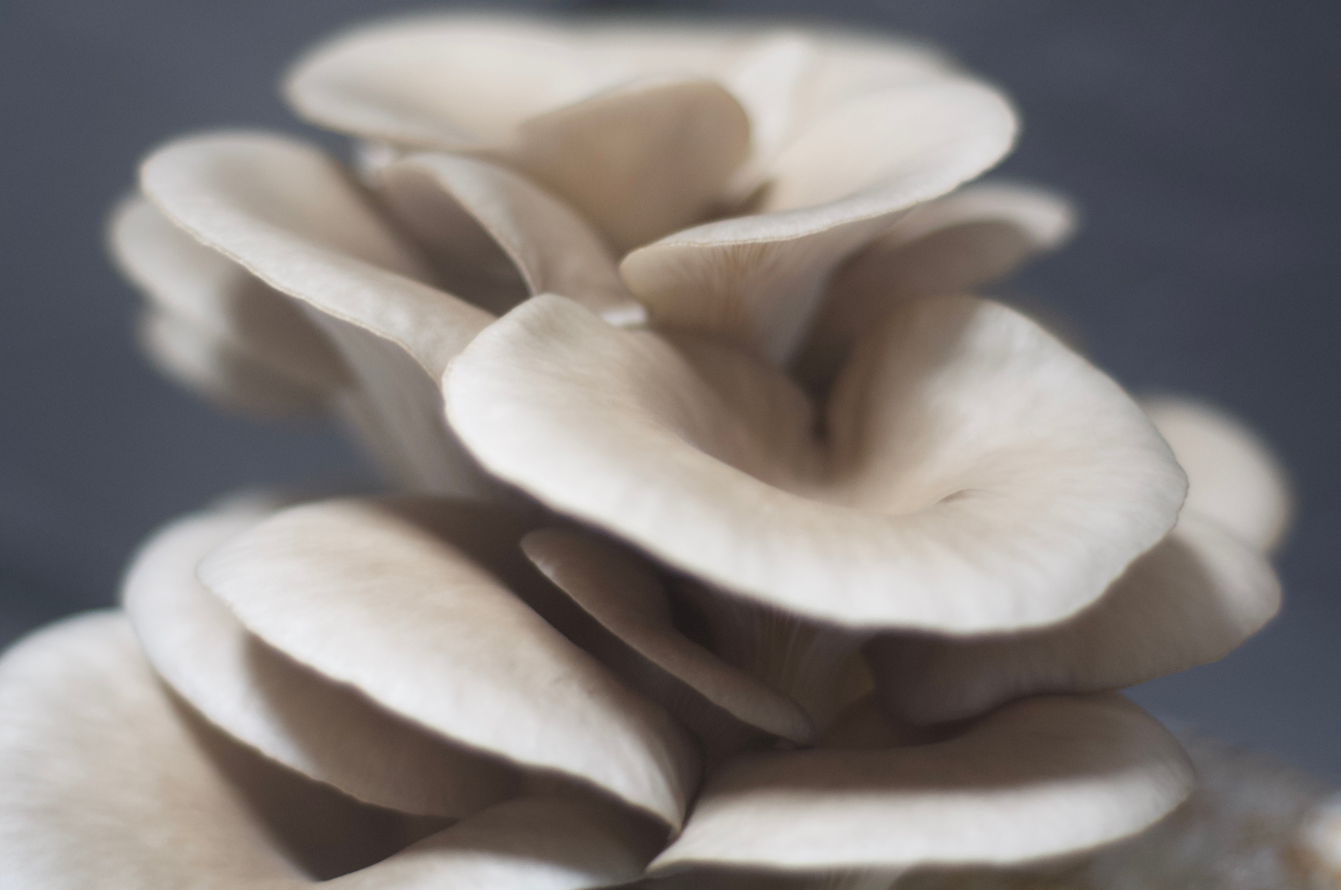 Cluster of fresh oyster mushrooms photographed up close in soft natural light