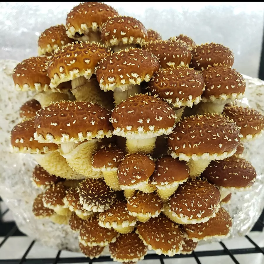 Chestnut mushrooms