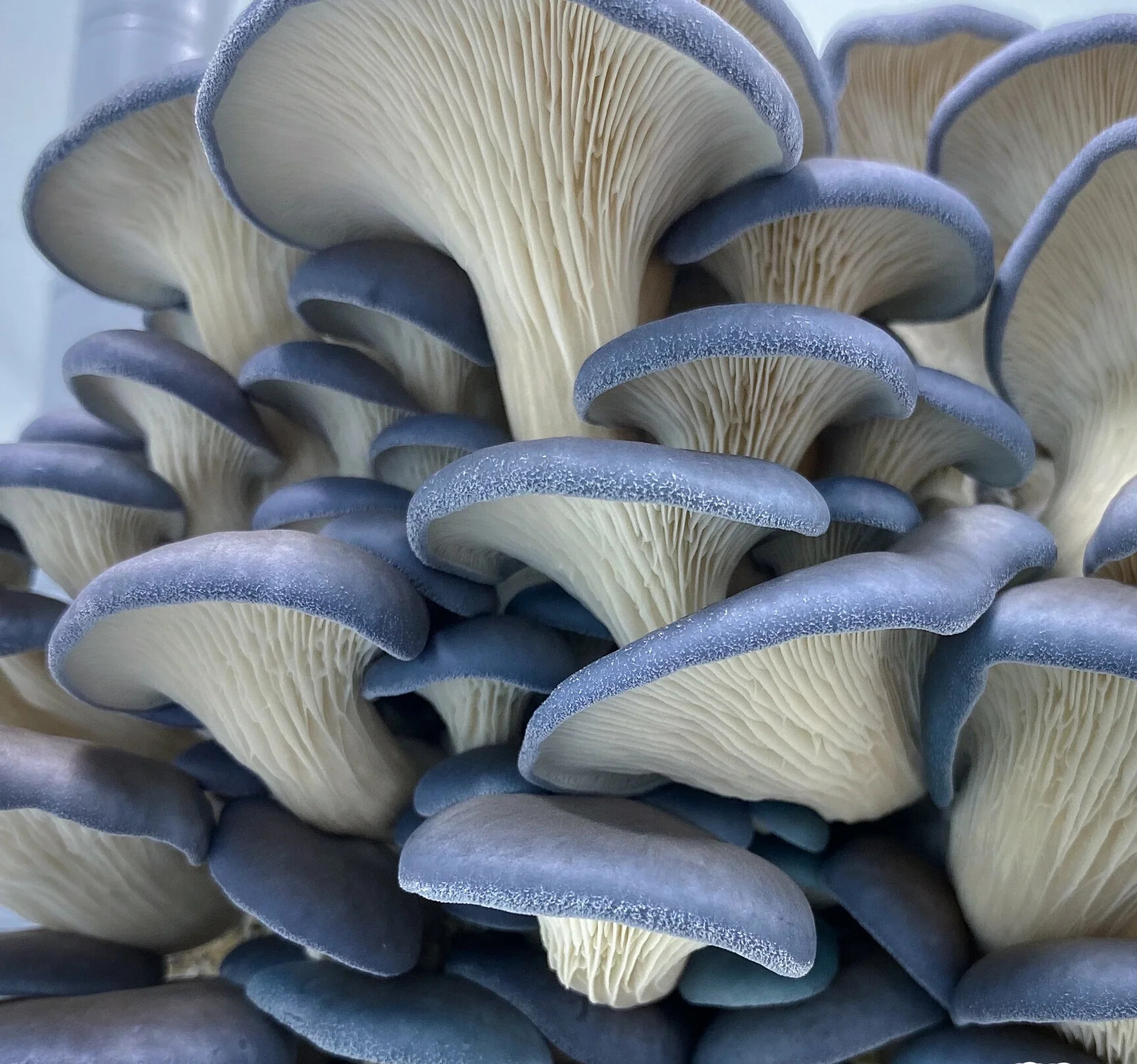 Blue Oyster mushrooms