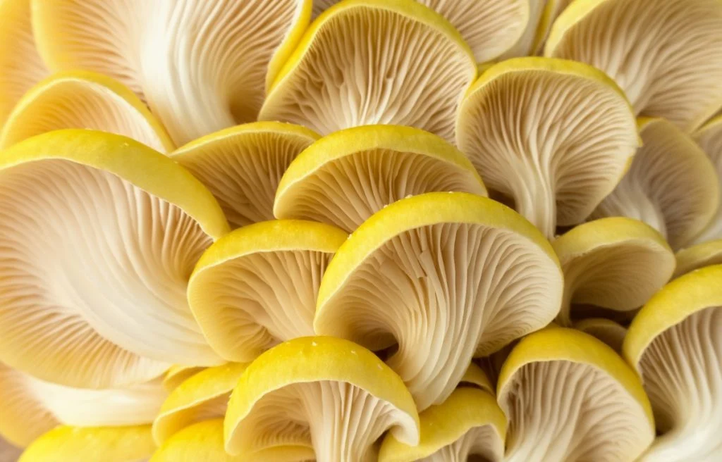 Yellow Oyster mushrooms